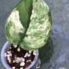Scindapsus Jade Satin variegated