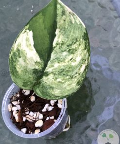 Scindapsus Jade Satin variegated