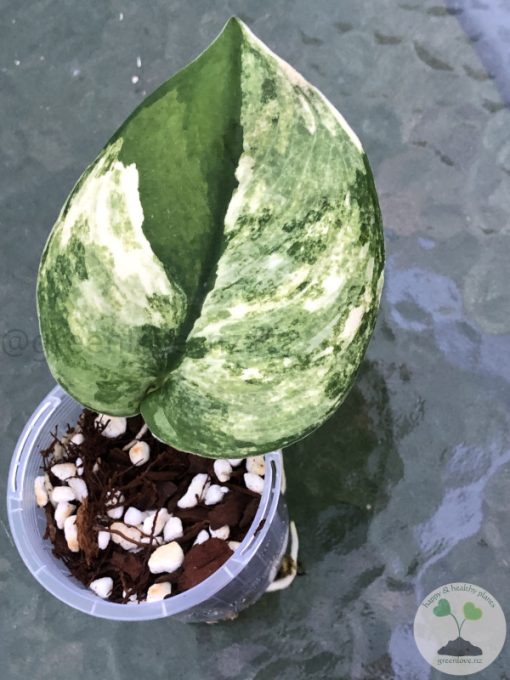 Scindapsus Jade Satin variegated