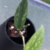 Rare Scindapsus Green Army (narrow)