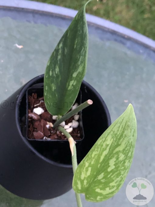 Rare Scindapsus Green Army (narrow)