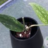 Rare Scindapsus Green Army (narrow)