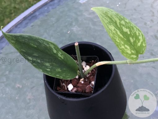 Rare Scindapsus Green Army (narrow)
