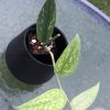 Rare Scindapsus Green Army (narrow)