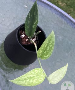 Rare Scindapsus Green Army (narrow)