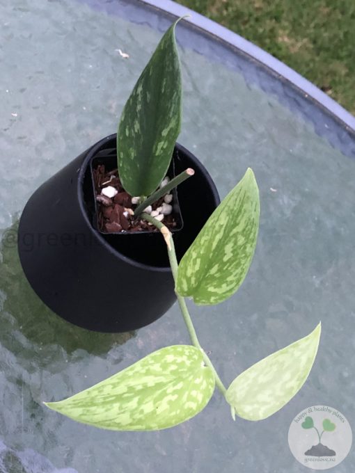 Rare Scindapsus Green Army (narrow)