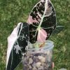 Alocasia Black Velvet Pink Variegated (3 leaves plant)