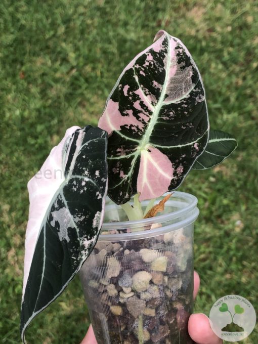 Alocasia Black Velvet Pink Variegated (3 leaves plant)