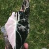 Alocasia Black Velvet Pink Variegated (3 leaves plant)