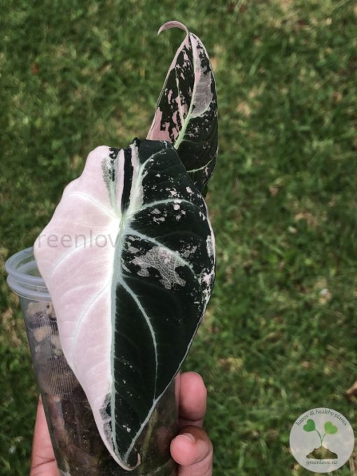Alocasia Black Velvet Pink Variegated (3 leaves plant)