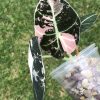 Alocasia Black Velvet Pink Variegated (3 leaves plant)