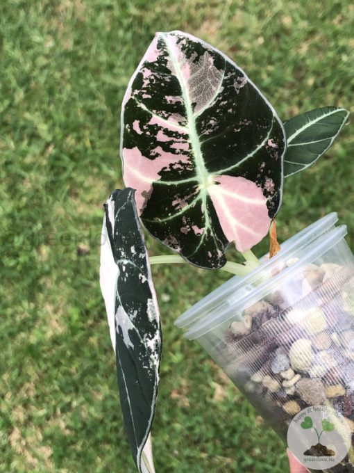 Alocasia Black Velvet Pink Variegated (3 leaves plant)