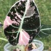 Alocasia Black Velvet Pink Variegated (3 leaves plant)