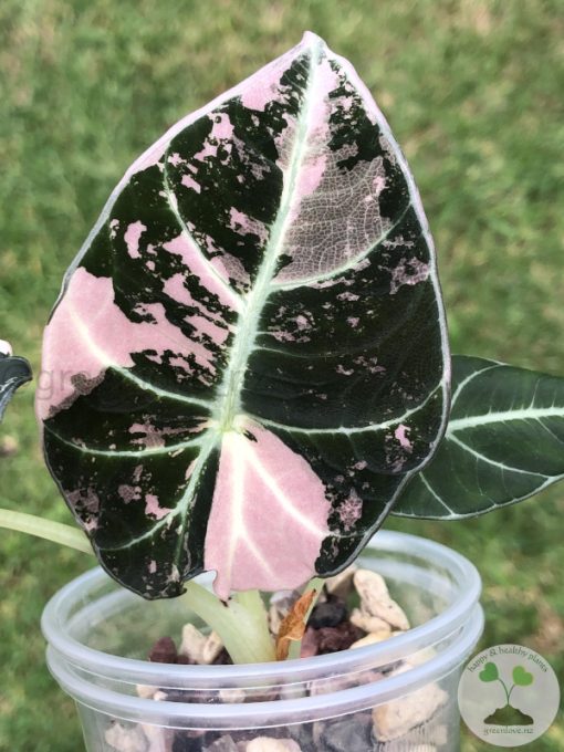 Alocasia Black Velvet Pink Variegated (3 leaves plant)