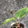 Anthurium 'Ace of Spades' Variegated