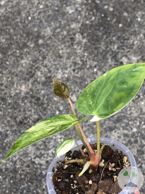 Anthurium 'Ace of Spades' Variegated