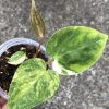 Anthurium 'Ace of Spades' Variegated