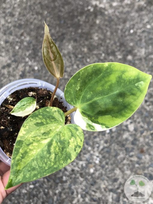 Anthurium 'Ace of Spades' Variegated