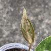 Anthurium 'Ace of Spades' Variegated