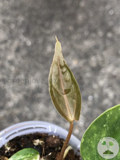 Anthurium 'Ace of Spades' Variegated