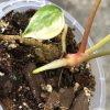 Anthurium 'Ace of Spades' Variegated