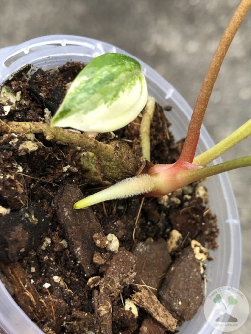 Anthurium 'Ace of Spades' Variegated