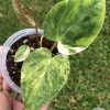 Anthurium 'Ace of Spades' Variegated