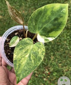 Anthurium 'Ace of Spades' Variegated