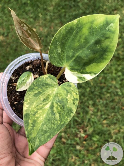 Anthurium 'Ace of Spades' Variegated