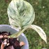 Rare Scindapsus Moonlight Marble