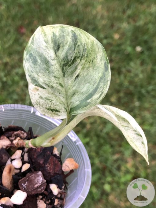 Rare Scindapsus Moonlight Marble