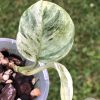 Rare Scindapsus Moonlight Marble