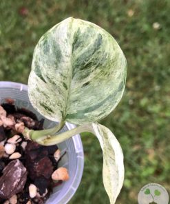 Rare Scindapsus Moonlight Marble