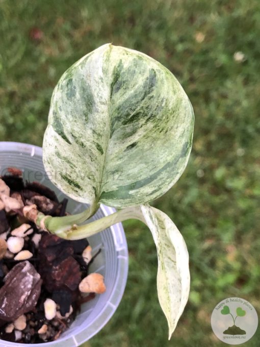 Rare Scindapsus Moonlight Marble