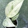 Scindapsus sp salaka Blue albo marble variegated - A