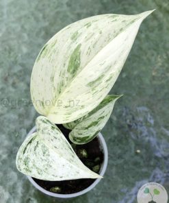 Scindapsus sp salaka Blue albo marble variegated - A