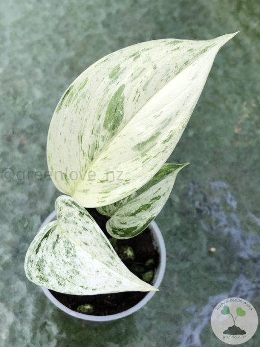 Scindapsus sp salaka Blue albo marble variegated - A