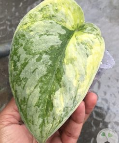 Scindapsus Exotica Aurea