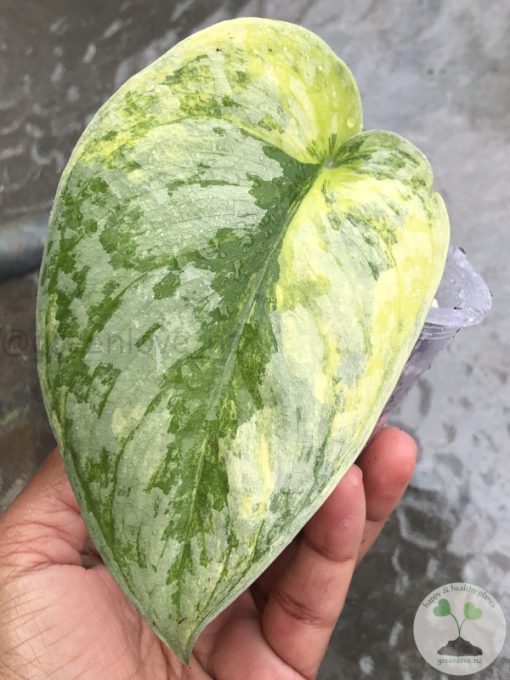 Scindapsus Exotica Aurea