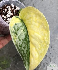 Scindapsus Exotica Aurea