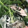 Alocasia Black Velvet Pink Variegated with corm