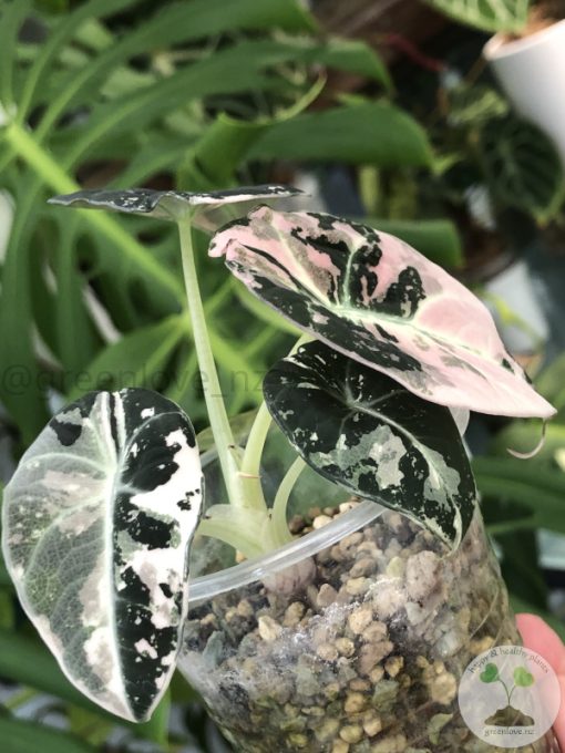 Alocasia Black Velvet Pink Variegated with corm