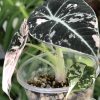 Alocasia Black Velvet Pink Variegated with corm