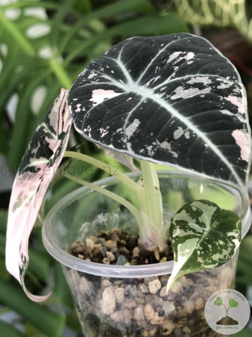 Alocasia Black Velvet Pink Variegated with corm