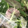 Alocasia Black Velvet Pink Variegated with corm