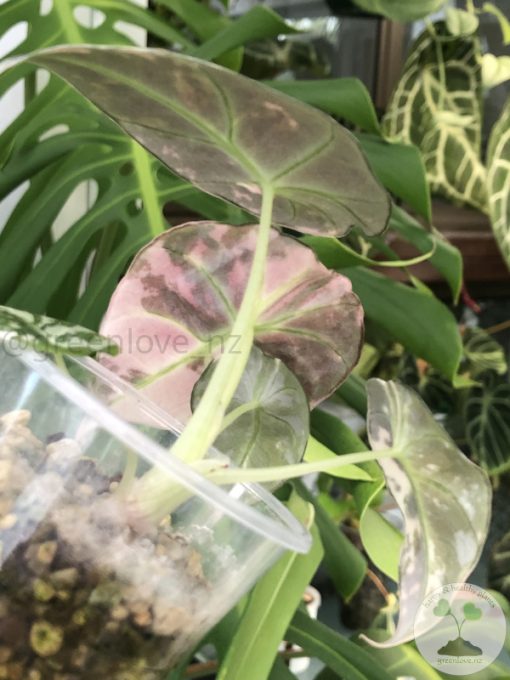 Alocasia Black Velvet Pink Variegated with corm