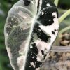 Alocasia Black Velvet Pink Variegated with corm