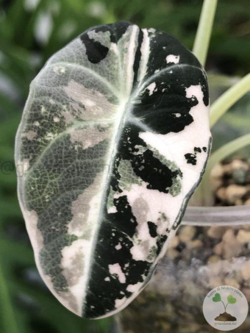 Alocasia Black Velvet Pink Variegated with corm