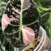 Alocasia Black Velvet Pink Variegated (3 leaves plant)
