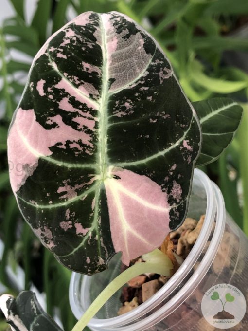 Alocasia Black Velvet Pink Variegated (3 leaves plant)